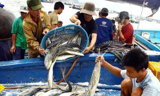 Sản lượng thủy sản tăng