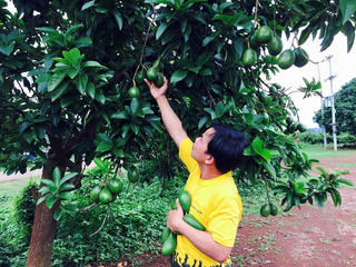 Mất mùa bơ Booth