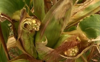 Gia Lai: Bắp không hạt, nông dân điêu đứng