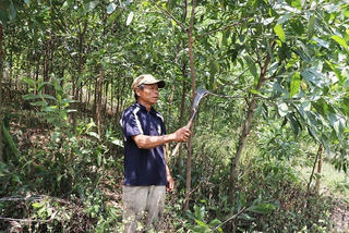 Gia Lai: Thay đổi nếp nghĩ, làm giàu từ kinh tế trồng rừng