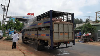 Dịch tả lợn châu Phi lan rộng: Người chăn nuôi vẫn quá chủ quan