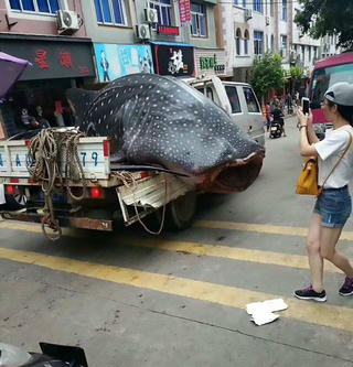Chở xác cá voi trên phố để xẻ thịt gây phẫn nộ