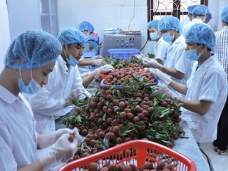 Cơ hội để thúc đẩy, phát triển ngành rau quả Việt Nam