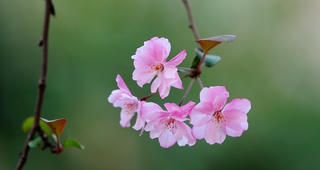Không đề cuối thu