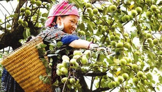 Nguồn lợi từ cây sơn tra