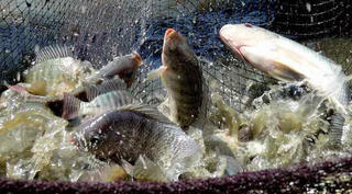 Kỹ thuật nuôi cá rô phi