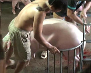 Bình Dương: Bắt quả tang cơ sở bơm nướcvà tiêm thuốc an thần vào heo