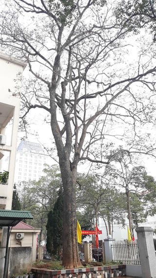 Lạng Sơn: Công an điều tra vụ cây sưa trong khuôn viên Sở KH&ĐT bị đổ 'nước lạ'