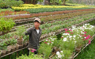 Các ‘vựa hoa’ ở ĐBSCL chuẩn bị vào mùa