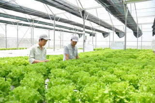 Liên kết chuỗi và giá trị nông sản