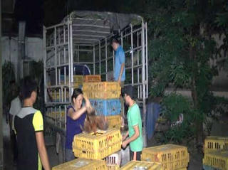 Nghệ An: Bắt vụ vận chuyển 300 con gà thịt lậu