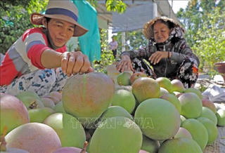 Xoài Cam Lâm bắt đầu xuất khẩu trở lại