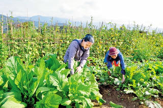 Đi tìm nông sản sạch