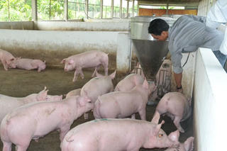 Hướng đến mô hình kinh tế tuần hoàn trong chăn nuôi