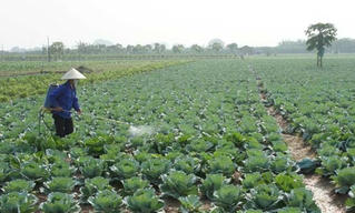 Hiểm họa không dừng trên đồng ruộng
