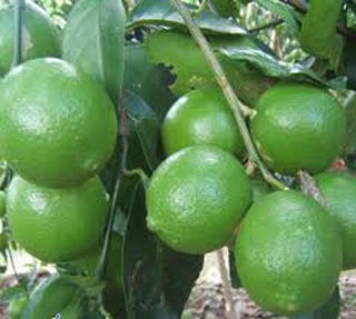 Kỹ thuật trồng chanh