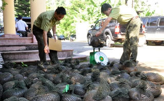 Tàng trữ từ 0,05kg tê tê có thể bị phạt tù