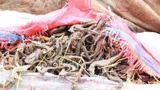 Phát hiện hơn một tấn cá ngựa khô nhập lậu