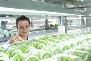 Nâng tầm nông sản để vào châu Âu