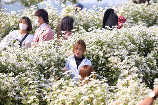 Ngàn người 'đổ' về phim trường Rose Garden chiêm ngưỡng 'đặc sản' cúc họa mi