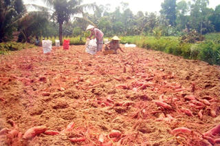 Đăk Nông: Cây trồng mang lại thu nhập khá