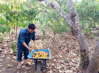 Bà Rịa – Vũng Tàu: Điều tăng giá nhưng nông dân lại mất mùa