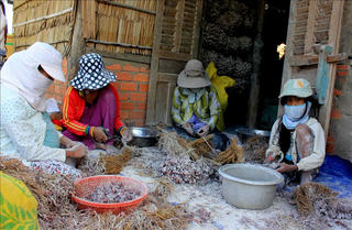 Chung tay “cứu” mắt người trồng hành tại Sóc Trăng