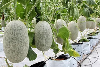 Kỹ thuật trồng dưa lưới