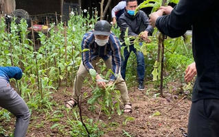 Vườn anh túc hàng trăm cây giữa làng hoa Tây Tựu