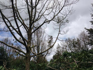 Sầu riêng kiệt sức nên chết hàng loạt khi nhiễm nấm Phytophthora