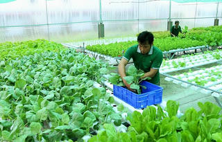 Tìm lối ra cho nông sản của hợp tác xã