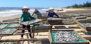 Nhộn nhịp mùa cá hấp