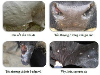 Lo ngại bệnh lạ tấn công đàn trâu, bò
