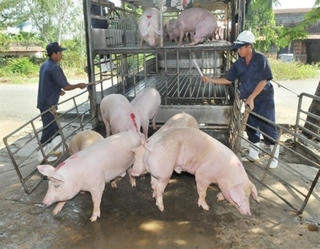 Cứu ngành chăn nuôi trước 'bão dịch'