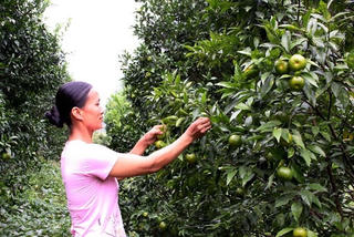 Cao Bằng: Hỗ trợ hội viên Hội Phụ nữ phát triển kinh tế