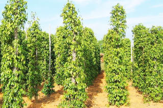 Từ cây tràm đến cây tiêu