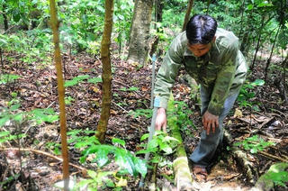 Đề án tổng thể Phát triển Kinh tế - xã hội vùng đồng bào dân tộc thiểu số và miền núi: Những điểm cơ bản của các Dự án