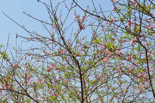 Quyến rũ sắc đào phai Cao Bằng