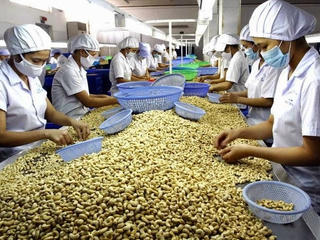 Sản lượng điều sụt giảm mạnh