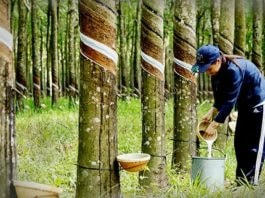 Việt Nam trở thành một trong những nước dẫn đầu về năng suất cao su ở châu Á