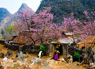 Mùa Xuân nơi đá nở hoa