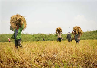 Chiều nay, Chính phủ họp về vấn đề lúa gạo xuống giá