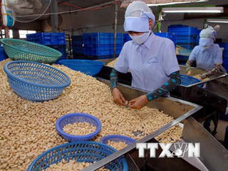 Xuất khẩu điều Việt Nam đạt trên 1,5 tỷ USD