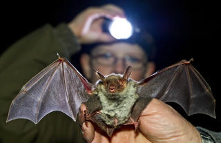 Ấn Độ phát hiện kháng thể với virus Nipah ở 2 loài dơi