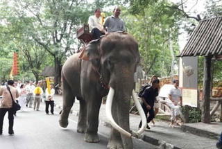 Voi 'phát điên' giết chết người huấn luyện