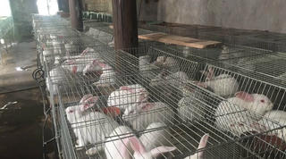 Phát triển mô hình nuôi thỏ theo tiêu chuẩn Nhật Bản