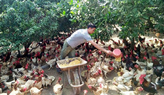 Động lực giúp nông dân làm giàu