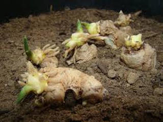 Ngậm ngùi liên kết hai nhà