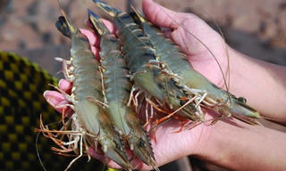 Xuất khẩu tôm khởi sắc