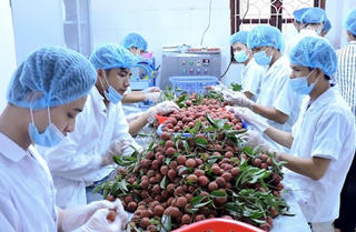 Bến Tre ứng phó với xâm nhập mặn